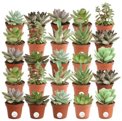 Costa Farms 2 in. Assorted Live Succulent Low Maintenance House Plants, 25 pc.