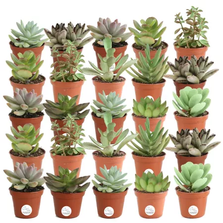 Costa Farms 2 in Assorted Low Maintenance Live Succulent Houseplants 25 Count. Succulents & House Plants