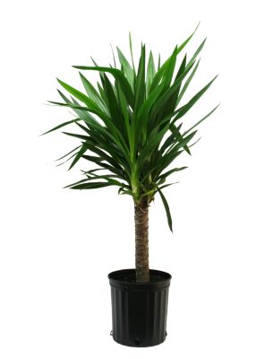 Costa Farms Yucca Cane House Plant in 10-in Pot