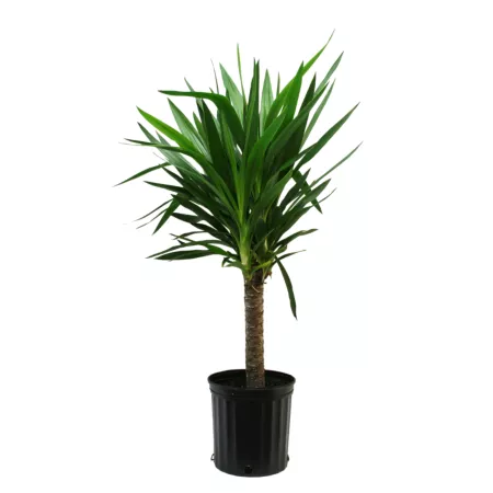 Costa Farms 24" Yucca Cane Potted Houseplant in 10" Pot 1 pc. Succulents & House Plants