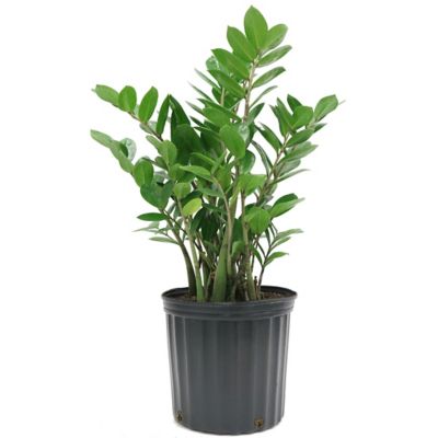 Costa Farms ZZ Houseplant in 10 in. Pot, 1 pc.