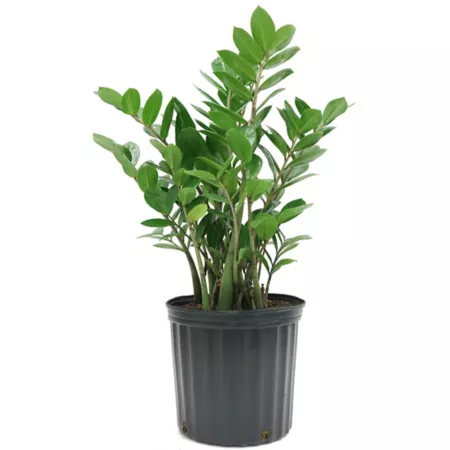 Costa Farms ZZ Potted Houseplant in 10" Pot 1 Count Succulents & House Plants