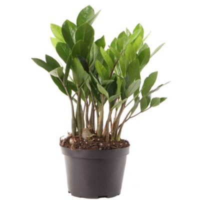 Costa Farms ZZ Houseplant in 6 in. Pot, 1 pc.