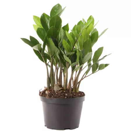 Costa Farms ZZ Potted Houseplant in 6" Pot 1 pc. Succulents & House Plants