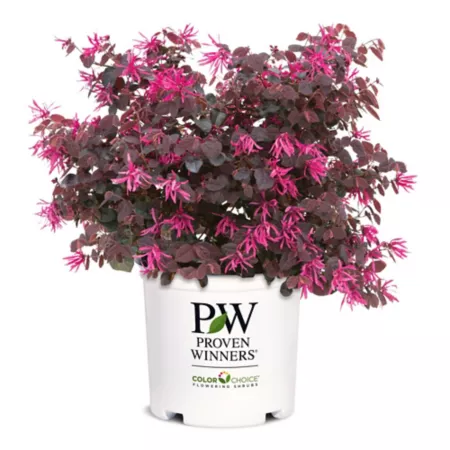 Proven Winners 2 gal Loropetalum bush in pot Bushes