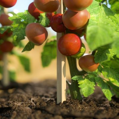 Image showing  5 ft. Wood Garden Stakes (5-Pack)