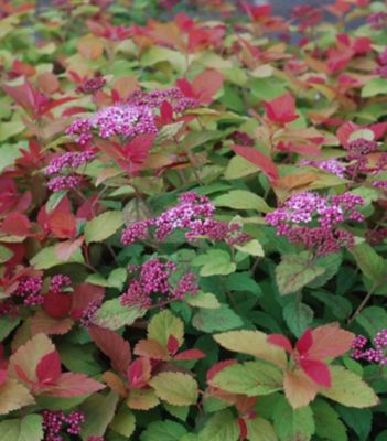 Proven Winners Spiraea