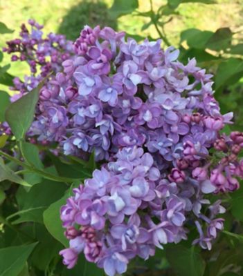 Proven Winners Lilac