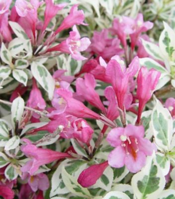 Proven Winners Weigela