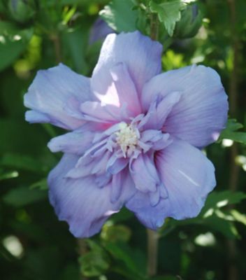 Proven Winners Rose of Sharon
