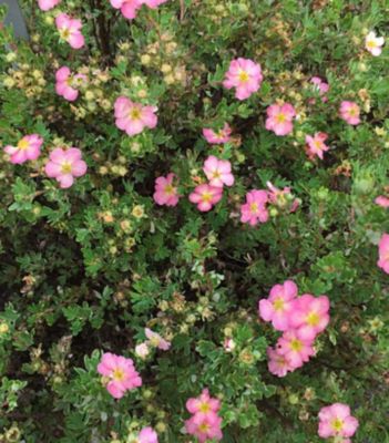Proven Winners Potentilla