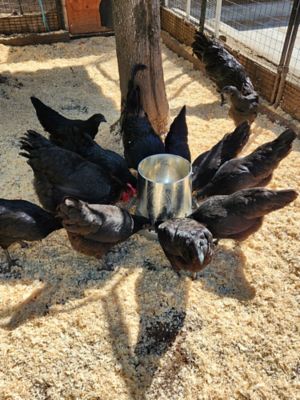 Image showing  15 lb. Hanging Poultry Feeder, Galvanized