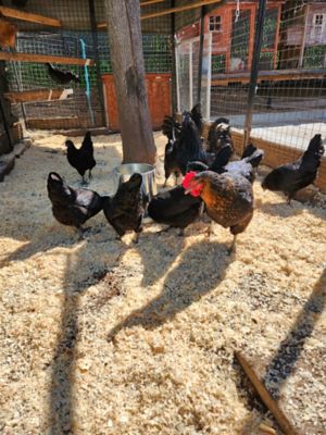 Image showing  15 lb. Hanging Poultry Feeder, Galvanized