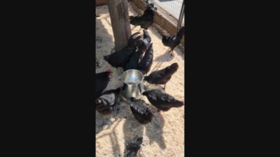 Image showing  15 lb. Hanging Poultry Feeder, Galvanized