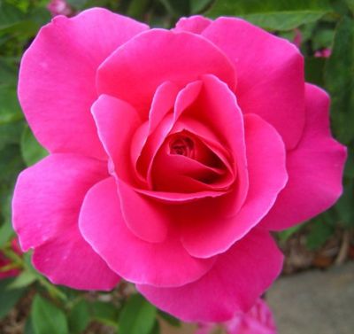 1.5 gal. J. Berry Standard Rose Assorted