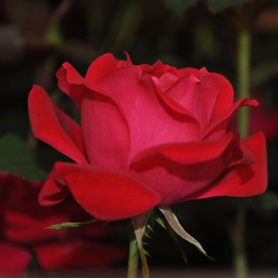 Knockout 1 gal. Red J. Berry Rose Plant