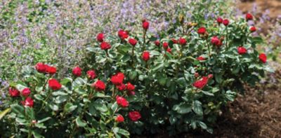 Knockout 12 in. Red J. Berry Petite Rose Plant