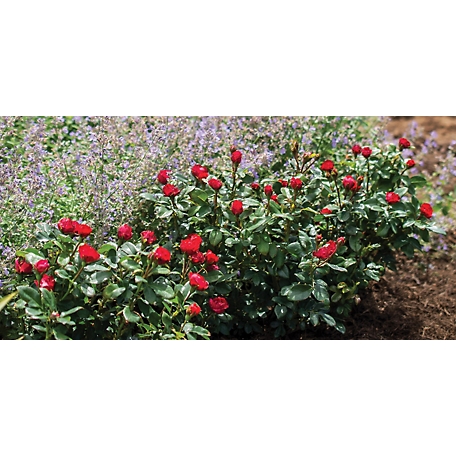 Knockout 12 in. Red J. Berry Petite Rose Plant