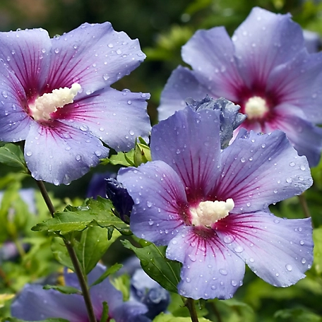National Plant Network 1 gal. Bluebird Hibiscus Plant