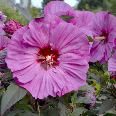 National Plant Network Hardy Hibiscus Berry Awesome Bareroot, 2 Piece