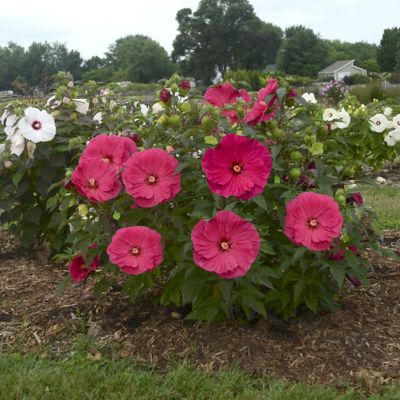 National Plant Network Red Summer in Paradise Hardy Hibiscus Bare Root Plants, 2-Pack