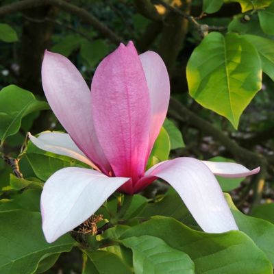 National Plant Network 2 gal. Galaxy Magnolia Plant