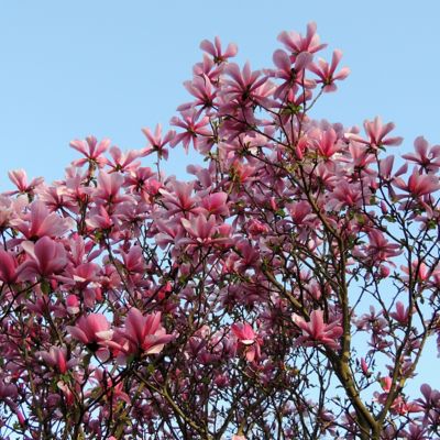 Image showing  2 gal. Potted Galaxy Magnolia Plant