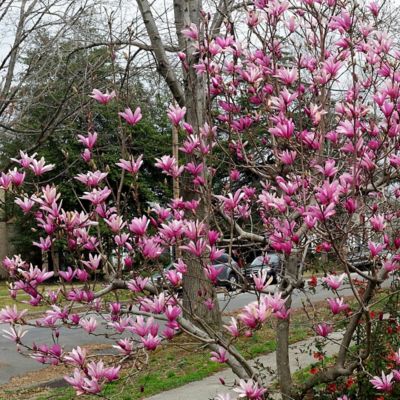 Image showing  2 gal. Potted Galaxy Magnolia Plant