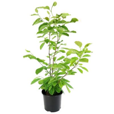 Image showing  2 gal. Potted Galaxy Magnolia Plant