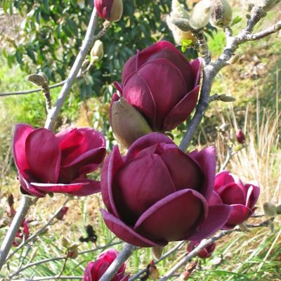 National Plant Network 2 gal. Burgundy/Purple Magnolia Genie Tree