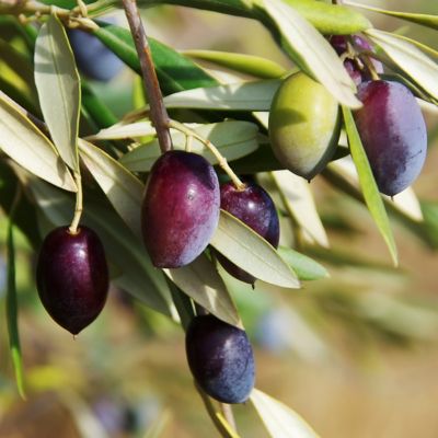 National Plant Network 1 gal. Potted Olive Tree