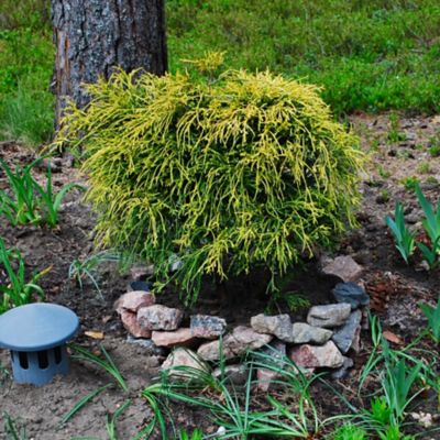 National Plant Network 1 gal. Potted Gold Mop Chamaecyparis Plant