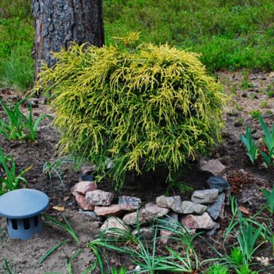 National Plant Network 1 gal. Gold Mop Chamaecyparis Plant