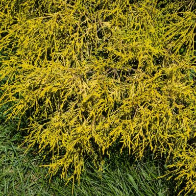 Image showing  1 gal. Potted Gold Mop Chamaecyparis Plant