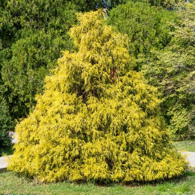 Image showing  1 gal. Potted Gold Mop Chamaecyparis Plant