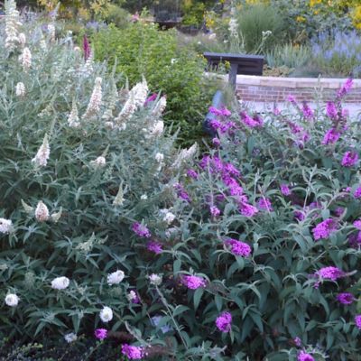 National Plant Network 3.25 in. Lavender and White Dapper Duo Buddleia Plants, 4-Pack