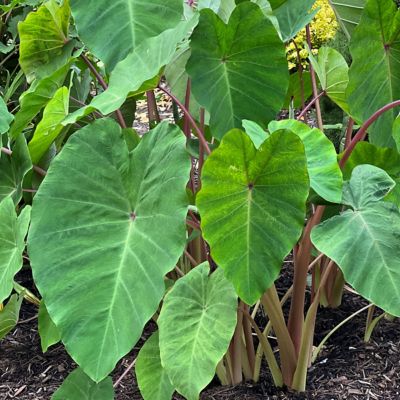 National Plant Network 3.5 in. Polar Green Colocasia Plants, 2-Pack