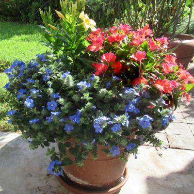 Image showing  3.25 in. Beach Bum Blue Evolvulus Plant, 3 pc.