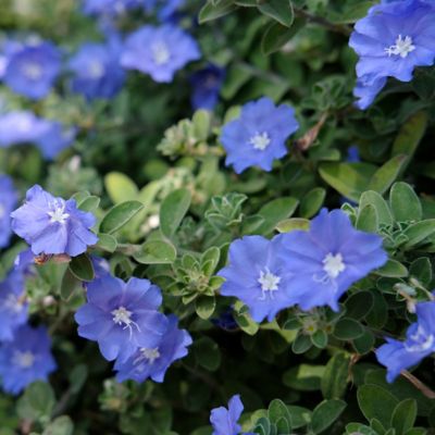 Image showing  3.25 in. Beach Bum Blue Evolvulus Plant, 3 pc.