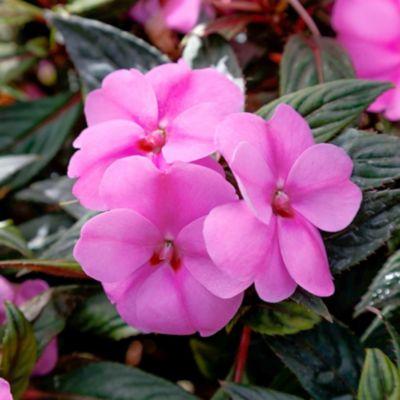 Image showing  2.5 in. Lavender Jumbo Splash Vigorous Impatiens Plants, 3-Pack