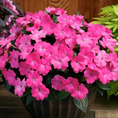 Image showing  2.5 in. Lavender Jumbo Splash Vigorous Impatiens Plants, 3-Pack