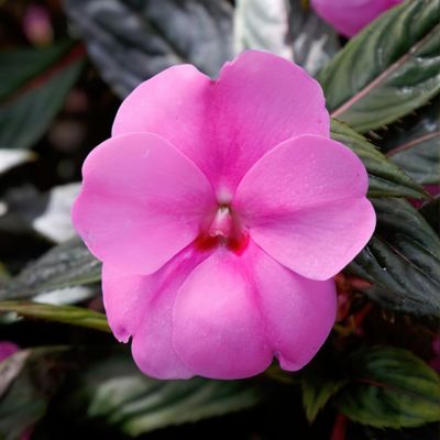 Image showing  2.5 in. Lavender Jumbo Splash Vigorous Impatiens Plants, 3-Pack