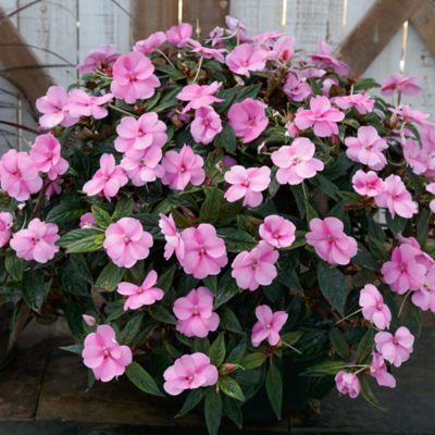 Image showing  2.5 in. Lavender Jumbo Splash Vigorous Impatiens Plants, 3-Pack