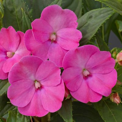 National Plant Network 2.5 in. Hot Pink Jumbo Splash Vigorous Impatiens Plants, 3-Pack