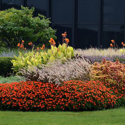 Image showing  2.5 in. Orange Jumbo Splash Vigorous Impatiens Plants, 3-Pack