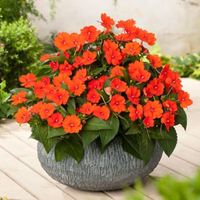 Image showing  2.5 in. Orange Jumbo Splash Vigorous Impatiens Plants, 3-Pack