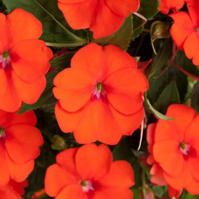Image showing  2.5 in. Orange Jumbo Splash Vigorous Impatiens Plants, 3-Pack