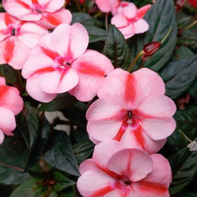Image showing  2.5 in. Peach Candy Next Generation Sunpatiens Vigorous Impatiens Plants, 3-Pack