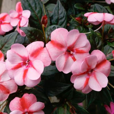 Image showing  2.5 in. Peach Candy Next Generation Sunpatiens Vigorous Impatiens Plants, 3-Pack