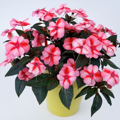 Image showing  2.5 in. Peach Candy Next Generation Sunpatiens Vigorous Impatiens Plants, 3-Pack